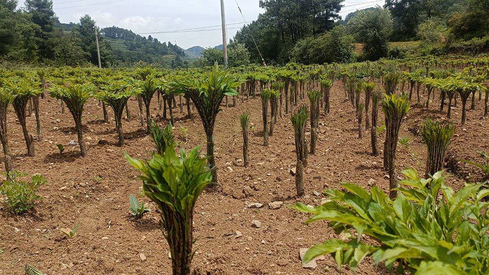 種植基地