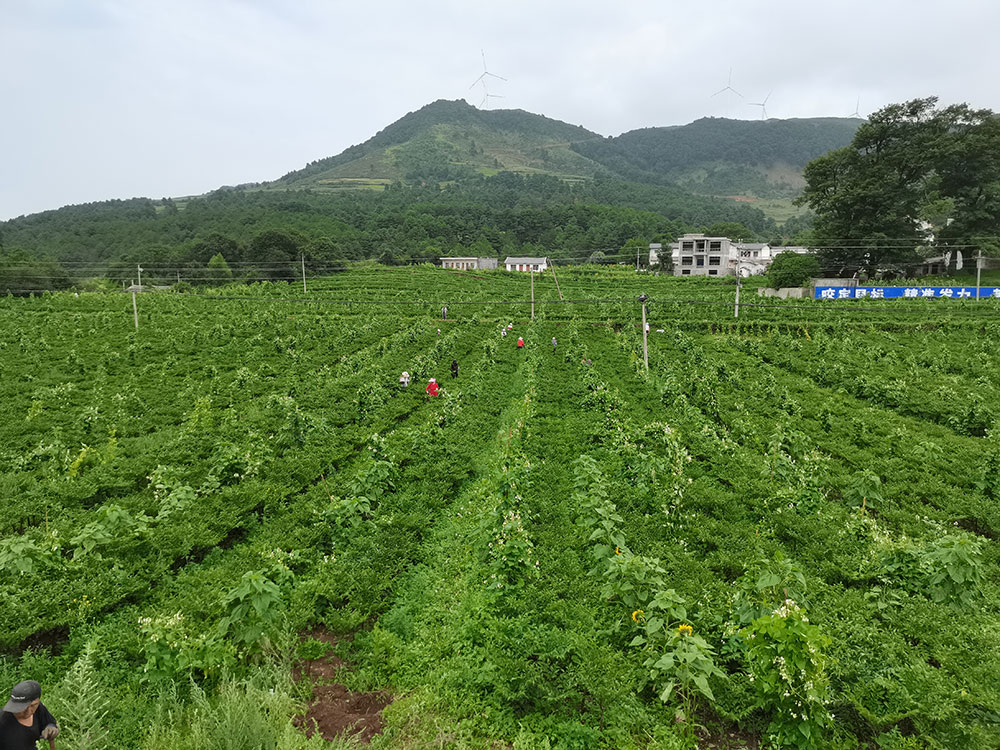 種植基地
