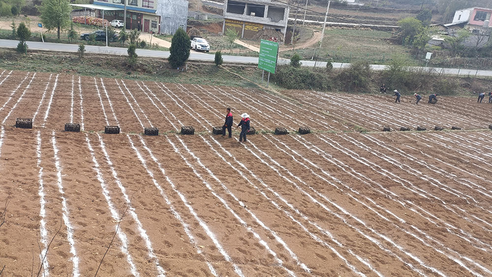 種植基地