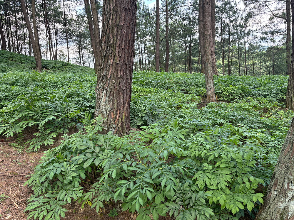 種植基地